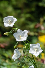 Wall Mural - White Campanula persicifolia (peach bellflower) flowers bloom in spring garden against a blurred background of garden greenery. Close-up. Selective focus. Nature concept for design