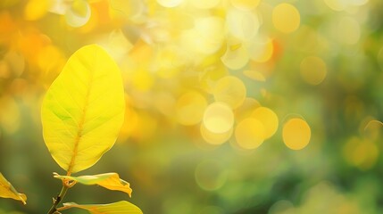 Aufkleber - Defocus abstract yellow background Nature of green leaf in garden at summer Natural yellow leaves plants Spring background cover page greenery environment wallpaper Ecology banner Out  : Generative AI