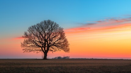 Single tree silhouette during sunset, dramatic sky, perfect for a creative banner with plenty of copyspace