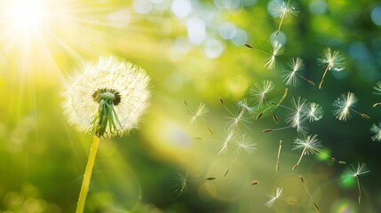 Aufkleber - A dandelion is in the foreground of a bright green field