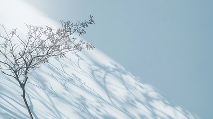 Aufkleber - Minimalistic abstract gentle light blue background for product presentation with light and intricate shadow from tree branches on wall : Generative AI
