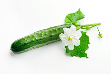 Smooth cucumber  isolated on white background. Clean vegetable.