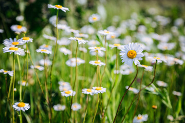 Aufkleber - Close up view of blooming field with white daisies.