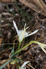 Wall Mural - single white flower of Sea daffodil (Pancratium maritimum)  isolated on a natural background