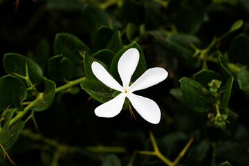 Wall Mural - single white Natal plum (Carissa macrocarpa) flower and leaves on a natural background