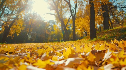 Wall Mural - A beautiful park with falling maple leaves
