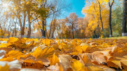 Wall Mural - A beautiful park with falling maple leaves