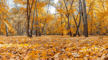 a beautiful park with falling maple leaves