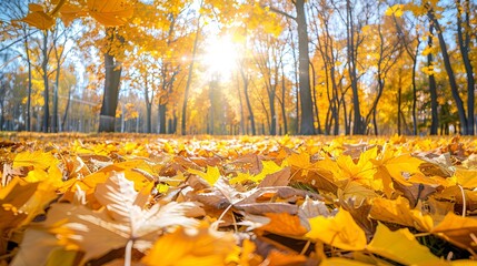 Wall Mural - A beautiful park with falling maple leaves
