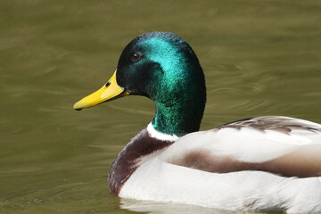 Wall Mural - mallard in a pond