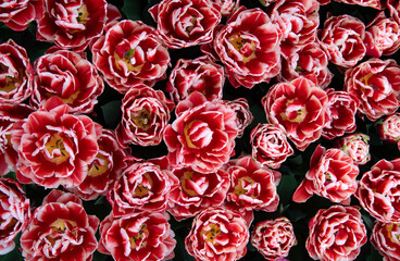 Wall Mural - Tulips flowers blooming in the spring