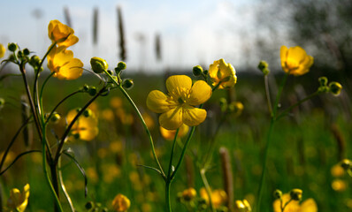 Sticker - Wild yellow flower on the field