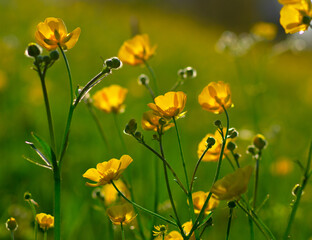 Canvas Print - Wild yellow flower on the field