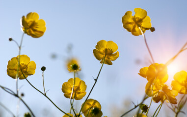 Canvas Print - Yellow wildflowers against a background