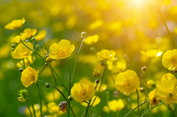 Wall Mural - spring yellow flowers on a field