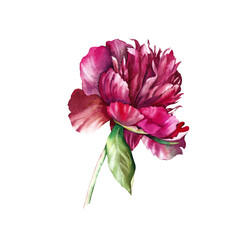 Pink peony on a white background. Watercolor painting of a peony flower, green leaves. Decorative vintage retro illustration isolated on a white background. Print for textiles, postcards or gift wrapp