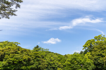 Wall Mural - green field and blue sky