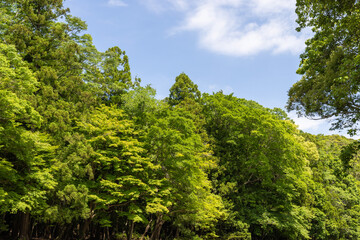 Wall Mural - trees in the forest