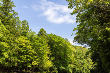 Wall Mural - trees in the forest