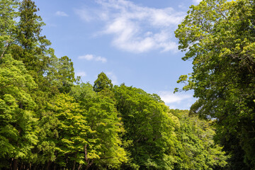 Poster - trees and sky