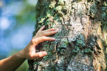 Wall Mural - A man's hand touch the tree trunk close-up. Bark wood.Caring for the environment. The ecology concept of saving the world and love nature by human