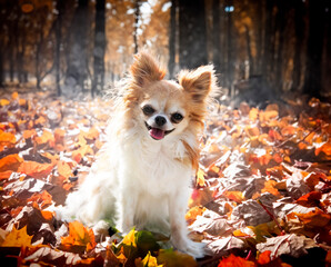 Poster - chihuahua in nature