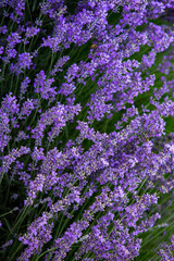 Wall Mural - Flowers in the lavender fields in the Provence mountains. Panoramic landscape with blooming lavender. Violet background.