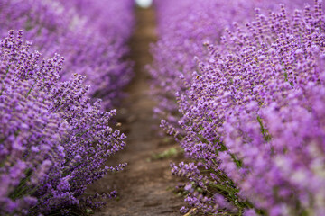 Wall Mural - Flowers in the lavender fields in the Provence mountains. Panoramic landscape with blooming lavender. Violet background.