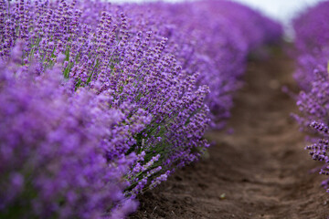 Wall Mural - Flowers in the lavender fields in the Provence mountains. Panoramic landscape with blooming lavender. Violet background.