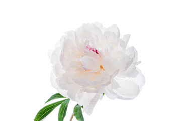 Canvas Print - fresh peony on the white background