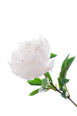 Wall Mural - fresh peony on the white background