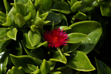 Wall Mural - single deep red Heart-leaf or Red aptenia(Mesembryanthemum cordifolium, formerly known as Aptenia cordifolia)  on a natural background