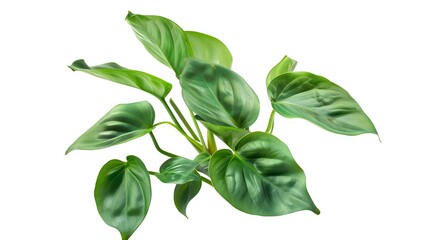 Wall Mural - Green leaves Anubias minima popular aquarium plants isolated on white background with clipping path : Generative AI