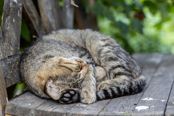 Wall Mural - Cat curled up on a wooden bench