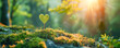 © LeManna - A sprout with heart-shaped leaves growing in a natural park. Nature love concept.