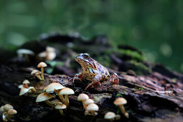 frog and mushrooms close up in forest, blurred natural background. beautiful portrait of frog. wildlife scene. save wild nature