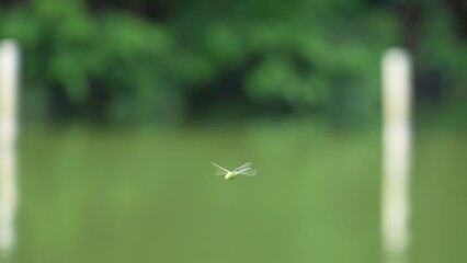 Sticker - dragonfly in a pond