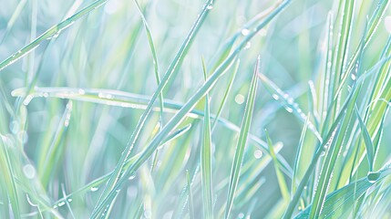 Poster - Close-up of dew-covered grass blades, soft morning light, glistening droplets on vibrant green.