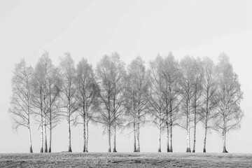 Wall Mural - a horizontal row of birch trees, on a flat plane, against and empty background, light background, black and white photo 