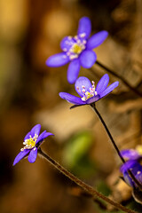 Wall Mural - Wild forest flower in the spring