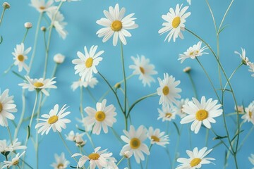 Poster - Gentle and uplifting image showcasing delicate white daisies with a soft blue backdrop