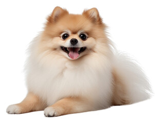 Sticker - PNG Pomeranian mammal animal pet.