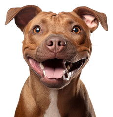 Sticker - PNG Pitbull mammal animal snout.