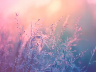 Poster - Wild grass in the field with sunbeams, forest at sunset, summer nature background