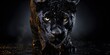 © MR. INVINCIBLE - Panther with Front view on dark background, Front view of Panther on black background, front view of black panther on dark background