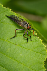 Wall Mural - A fly on a green leaf.