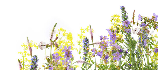 Wall Mural - flowering wild grass and herbs isolated on white background. meadow flowers wildflowers and plants p