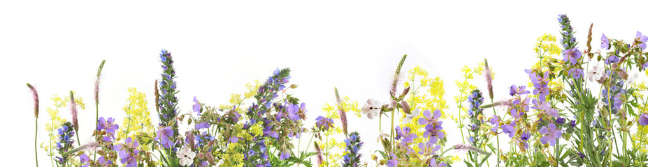 Wall Mural - border of flowering wild grass and herbs isolated on white background. meadow flowers wildflowers an