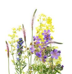 Wall Mural - flowering wild grass and herbs isolated on white background. meadow flowers wildflowers and plants p