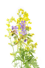 Wall Mural - flowering wild grass and herbs isolated on white background. meadow flowers wildflowers and plants g